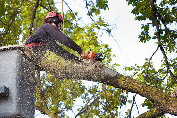 Best Emergency Tree Service  in Langdon, ND